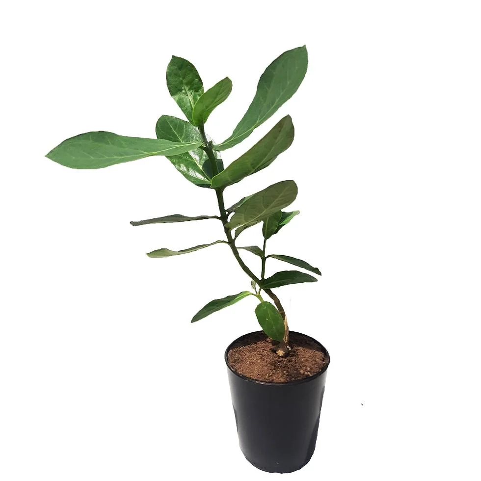 White Eruku Plant thumbnail 4